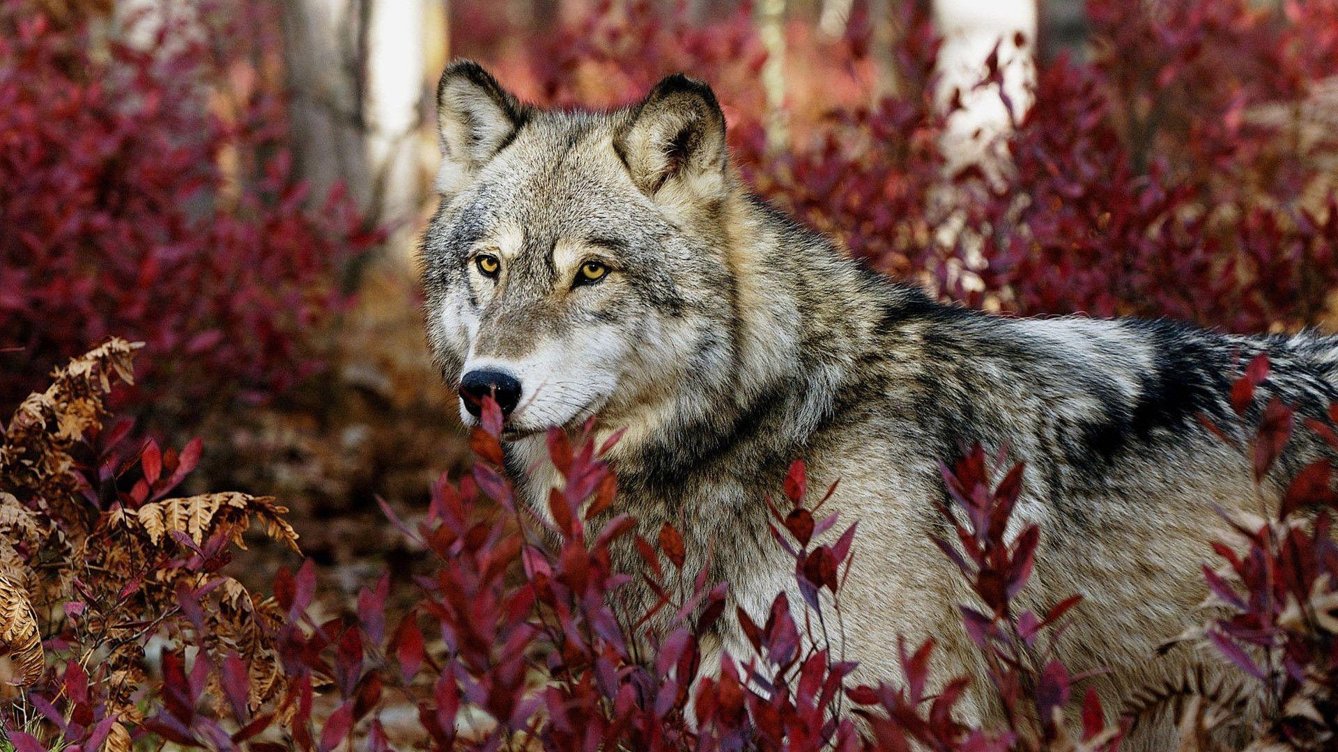Wolf in Leaves desktop wallpaper