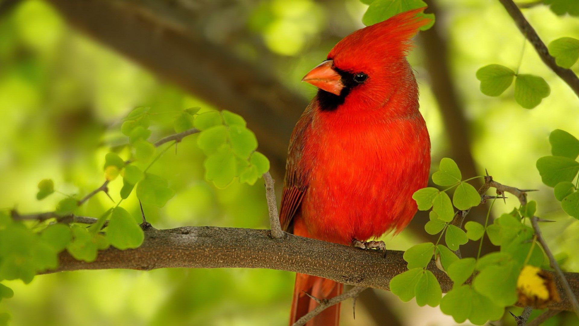 Red Bird HD 1080p Wallpaper Download HD Bird Wallpaper