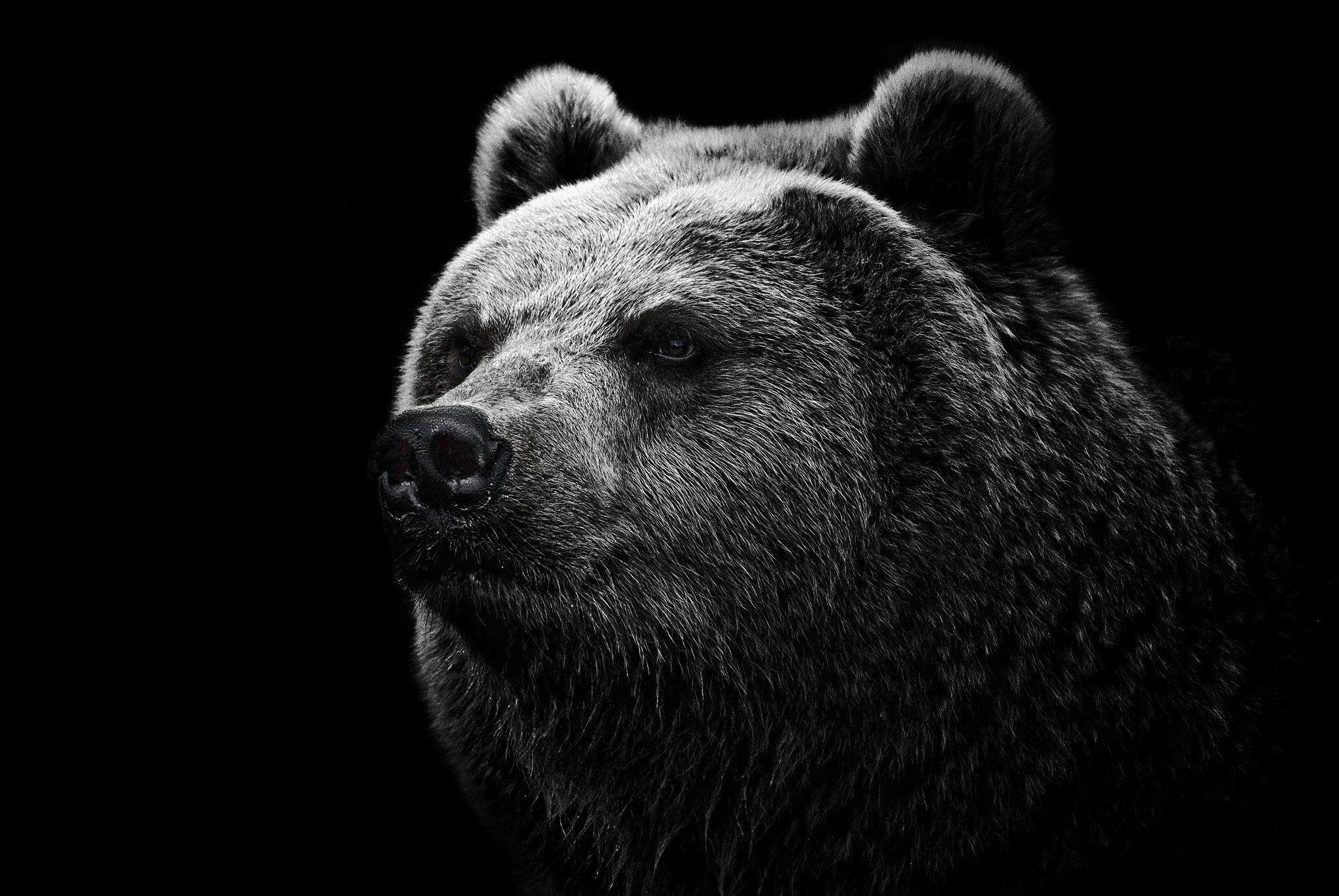 Black Bear HD Wallpaper