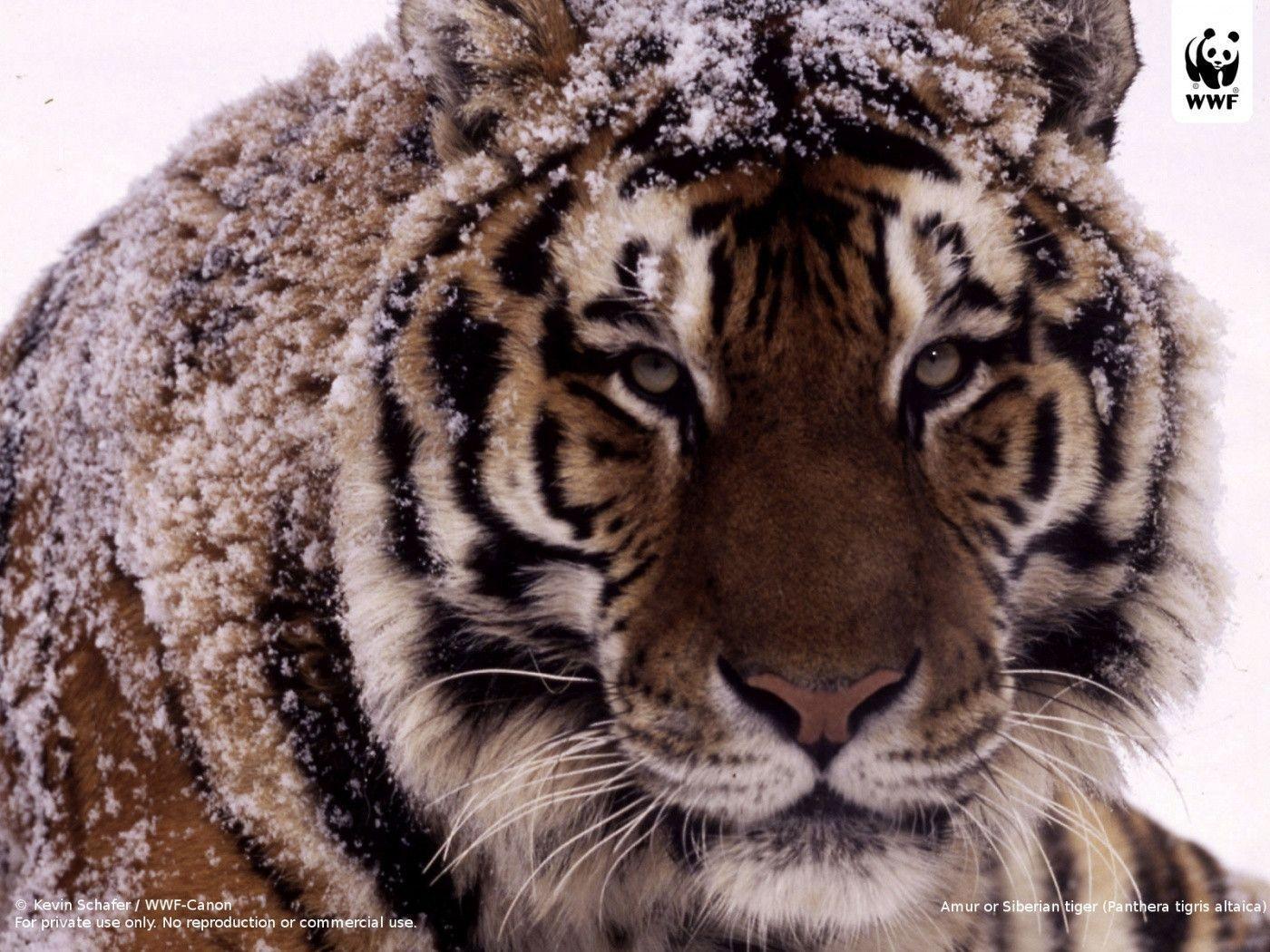 amur tiger wwf wallpaper