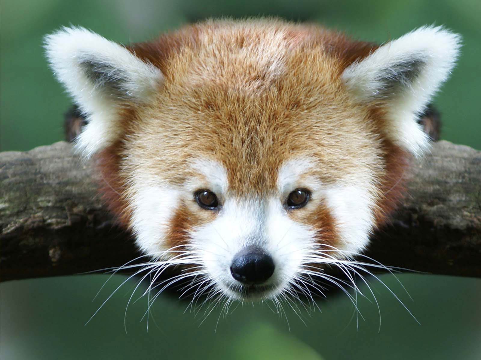 Cute Red Panda Face Wallpaper Wallpaper. Wallpaper Screen