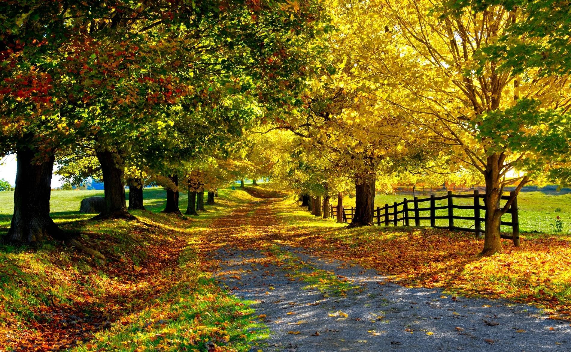 Road with colored trees in Fall HD Wallpaper