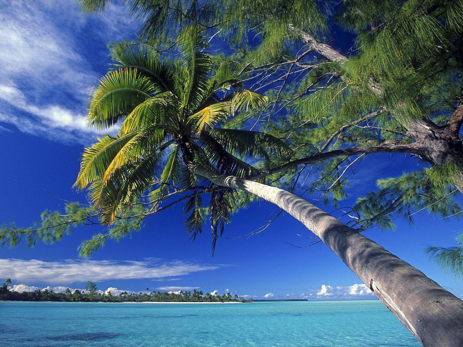 Palm Tree Society Island Beach Wallpaper