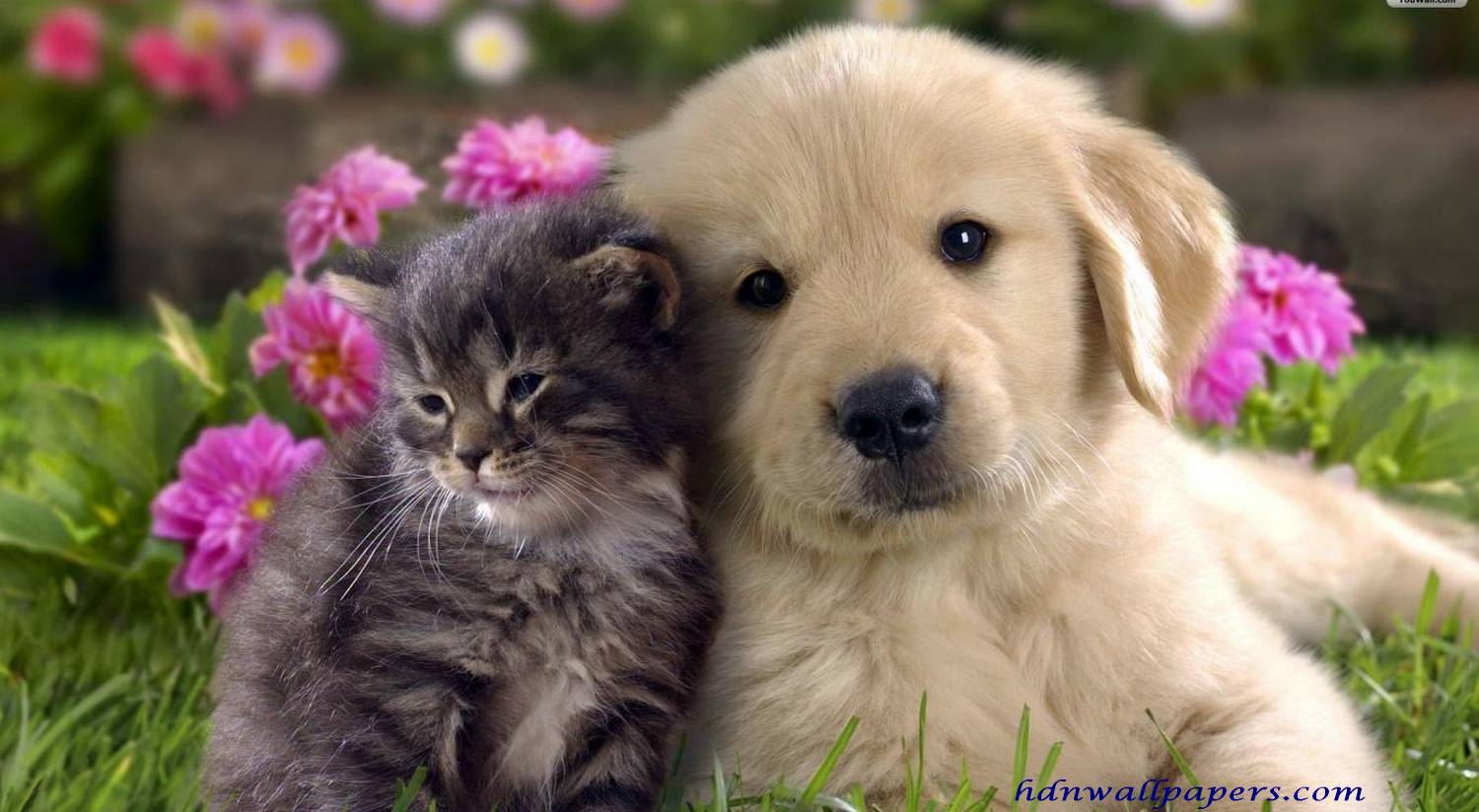 HD Wallpaper 1366x768 Animals Free Download