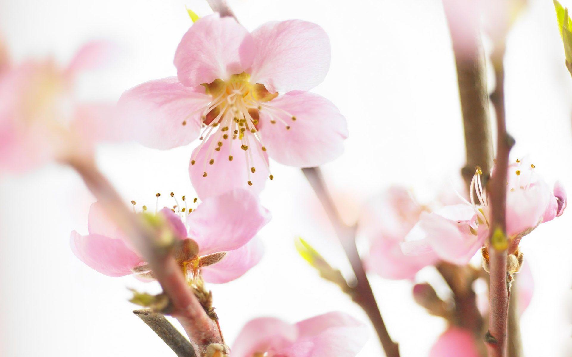 Desktop Wallpaper · Gallery · Nature · Spring flowering cherry