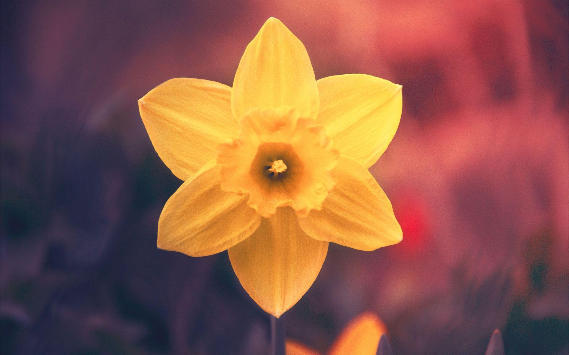 Stunning Yellow Flowers Wallpapers 16774 1920x1200 px