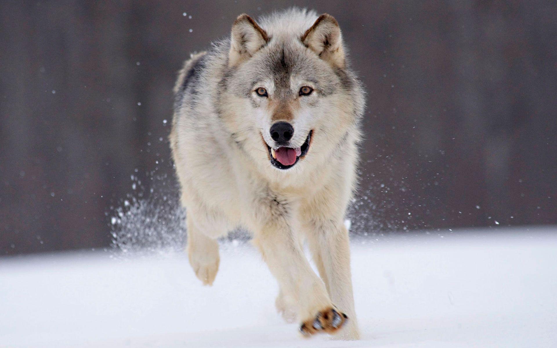 gray_wolf_minnesota