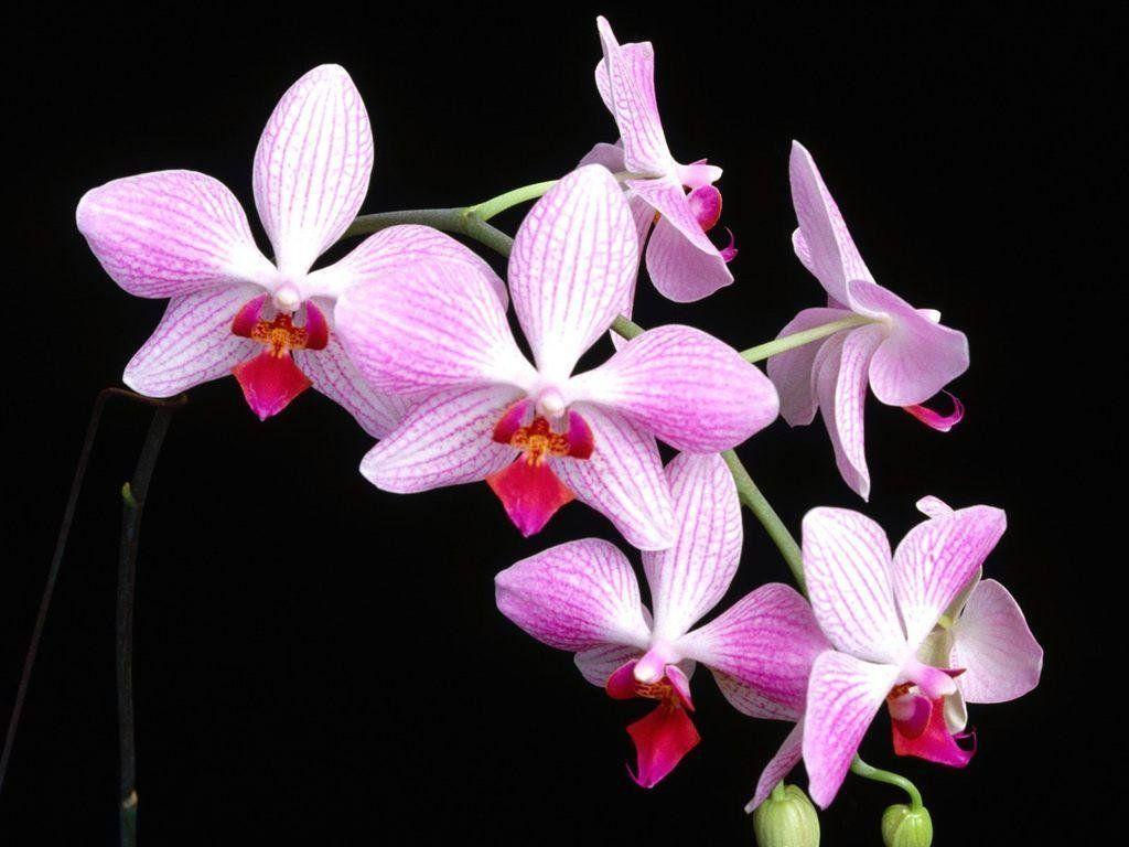 Red Orchid Wallpaper