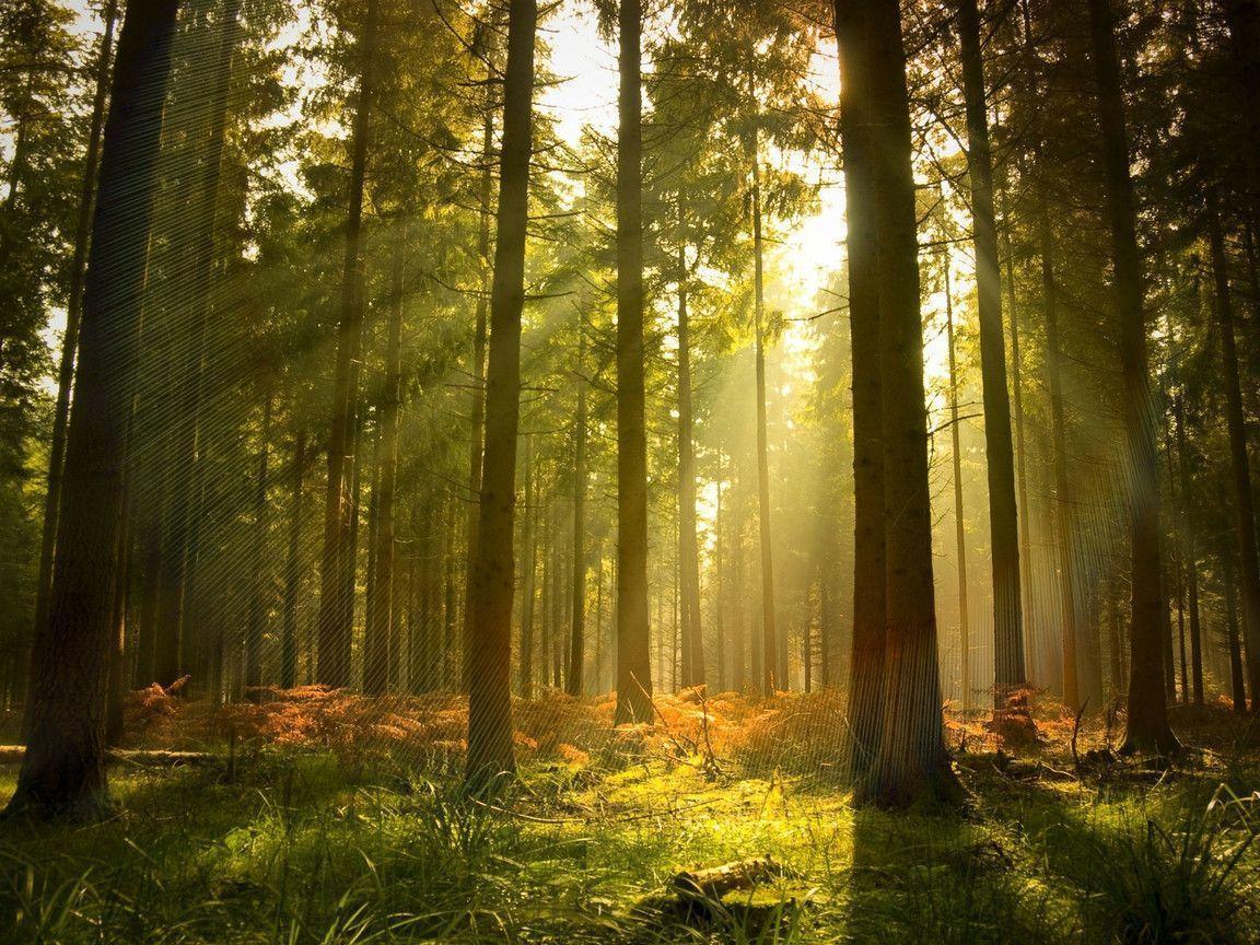 Pine Tree Forest Background. Wallpaper Full HD