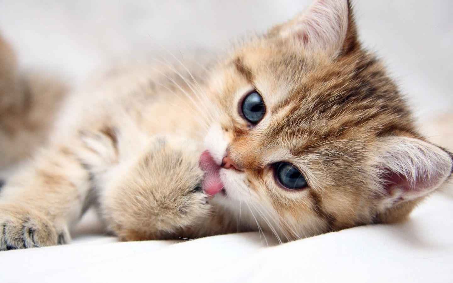 Cute Cat Desktop Wallpaper