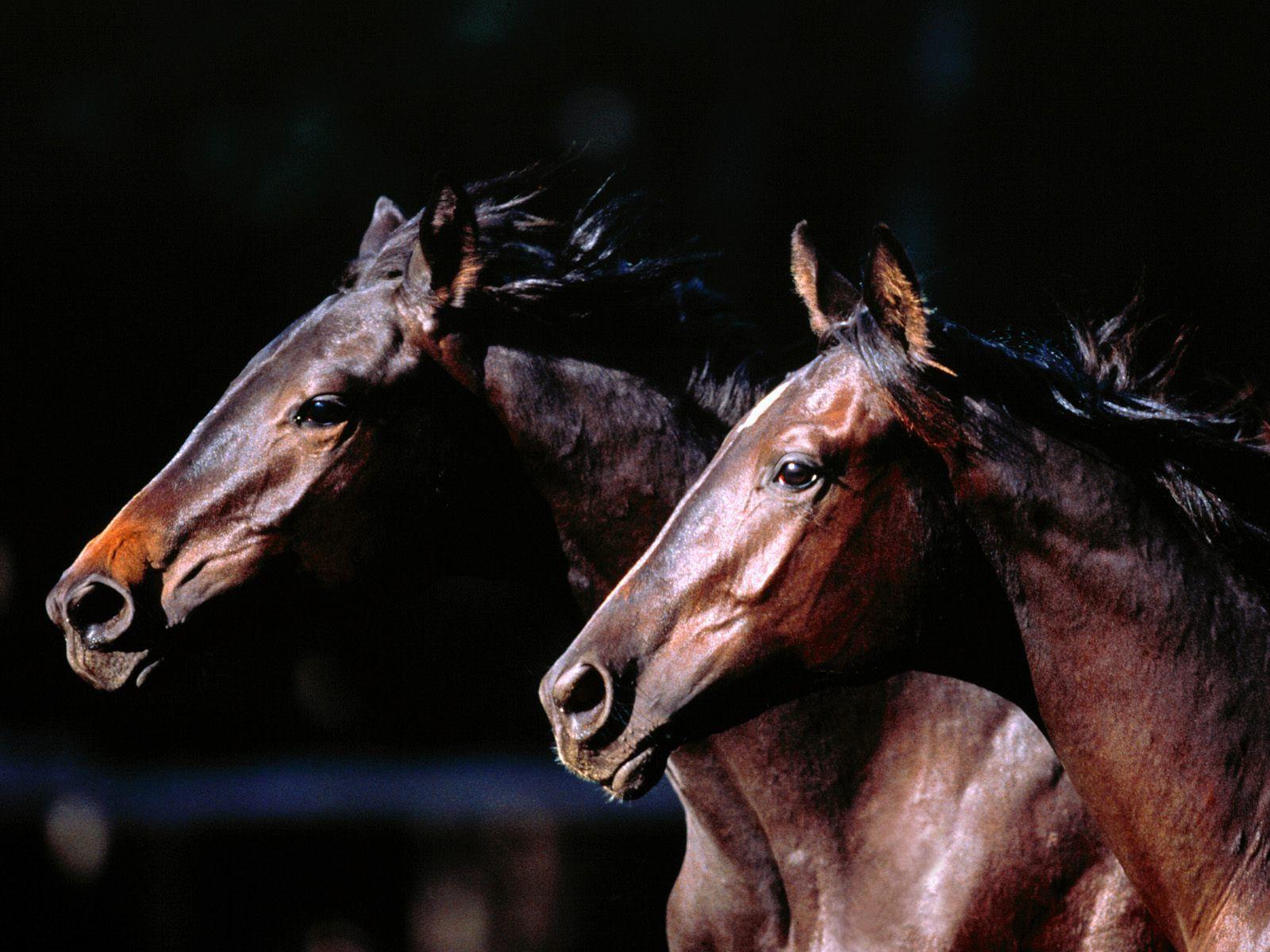 Horse Racing Desktop Wallpaper