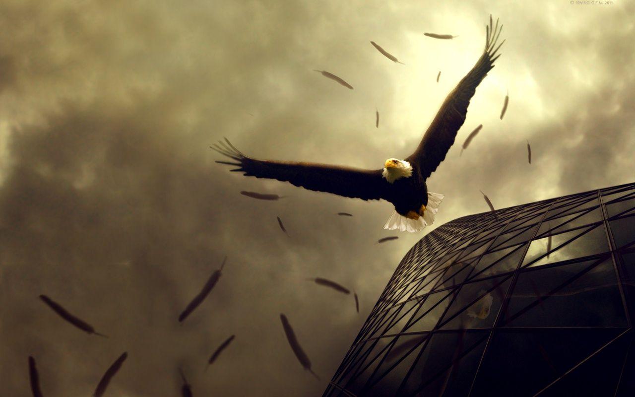 Fearless Eagle Flight background in 1280x800 resolution. HD