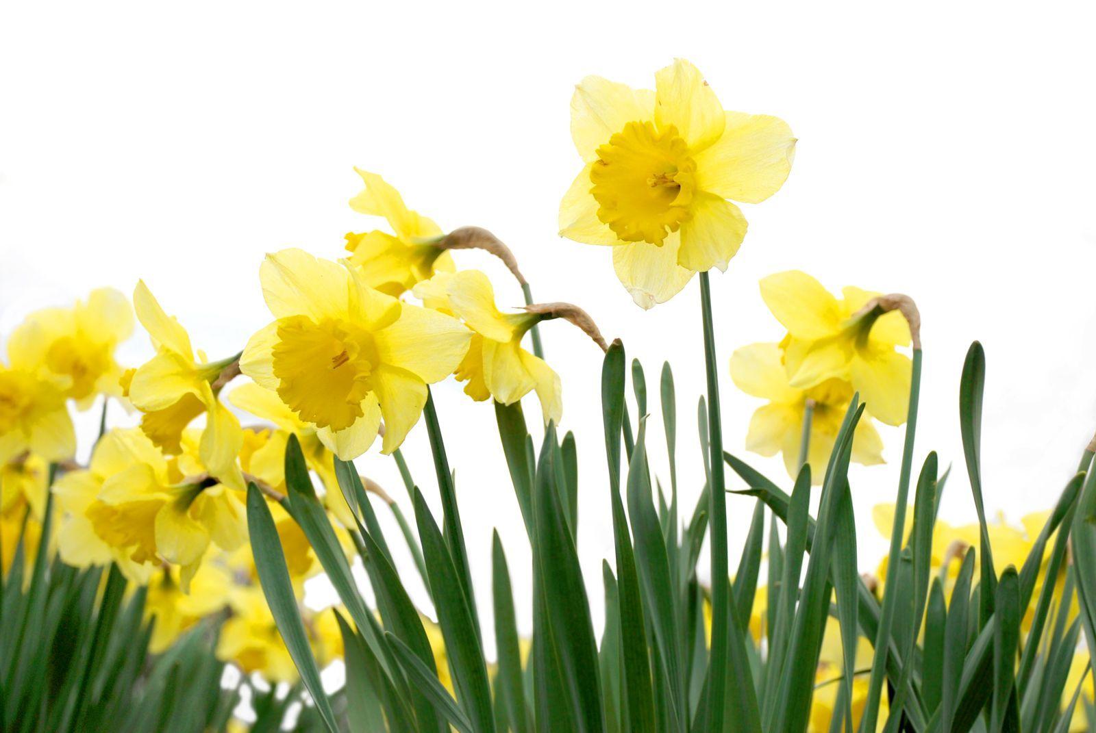 Flowers For > White Daffodils Wallpaper