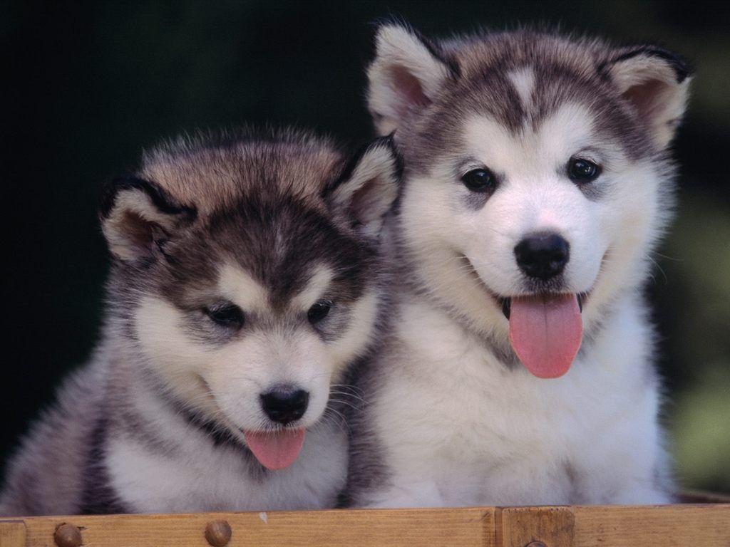 Alaskan Malamute Puppies. Photo and Desktop Wallpaper