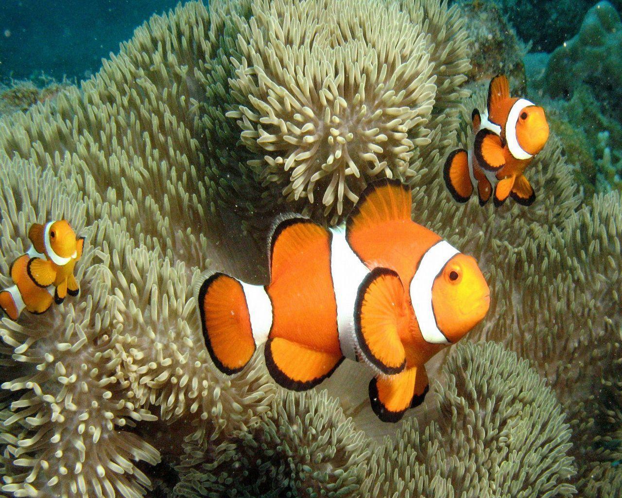 Clown Fish