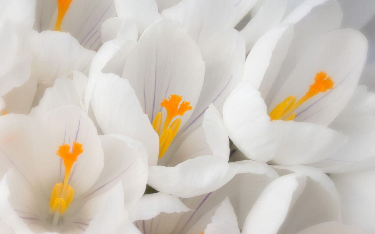 Flower Wallpaper for PC Desktop free Download. Free Desk Wallpaper