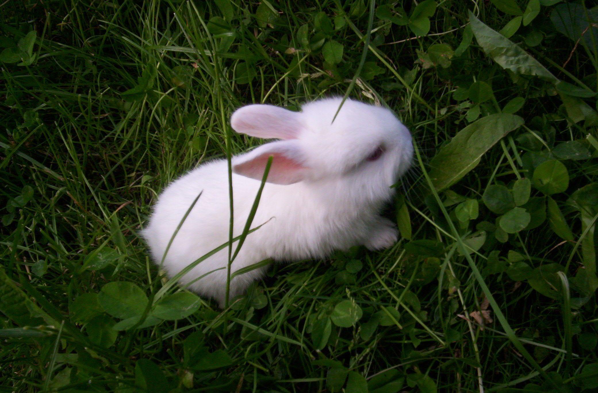 Animals For > Cute White Rabbit Babies