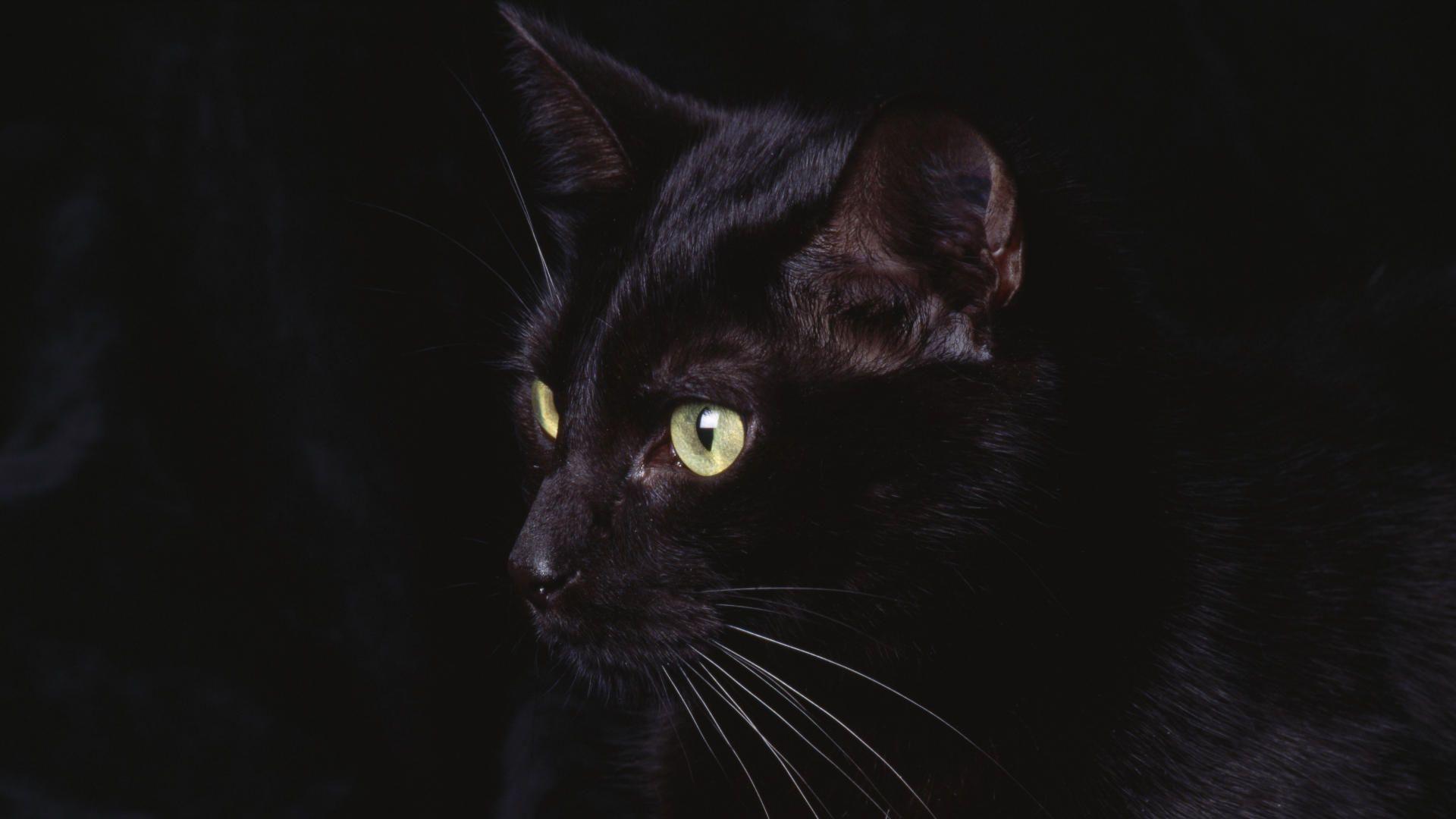 Black cat 1920x1080 Animal Wallpaper - #