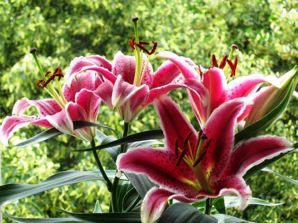 Panoramio of Stargazer Lilies