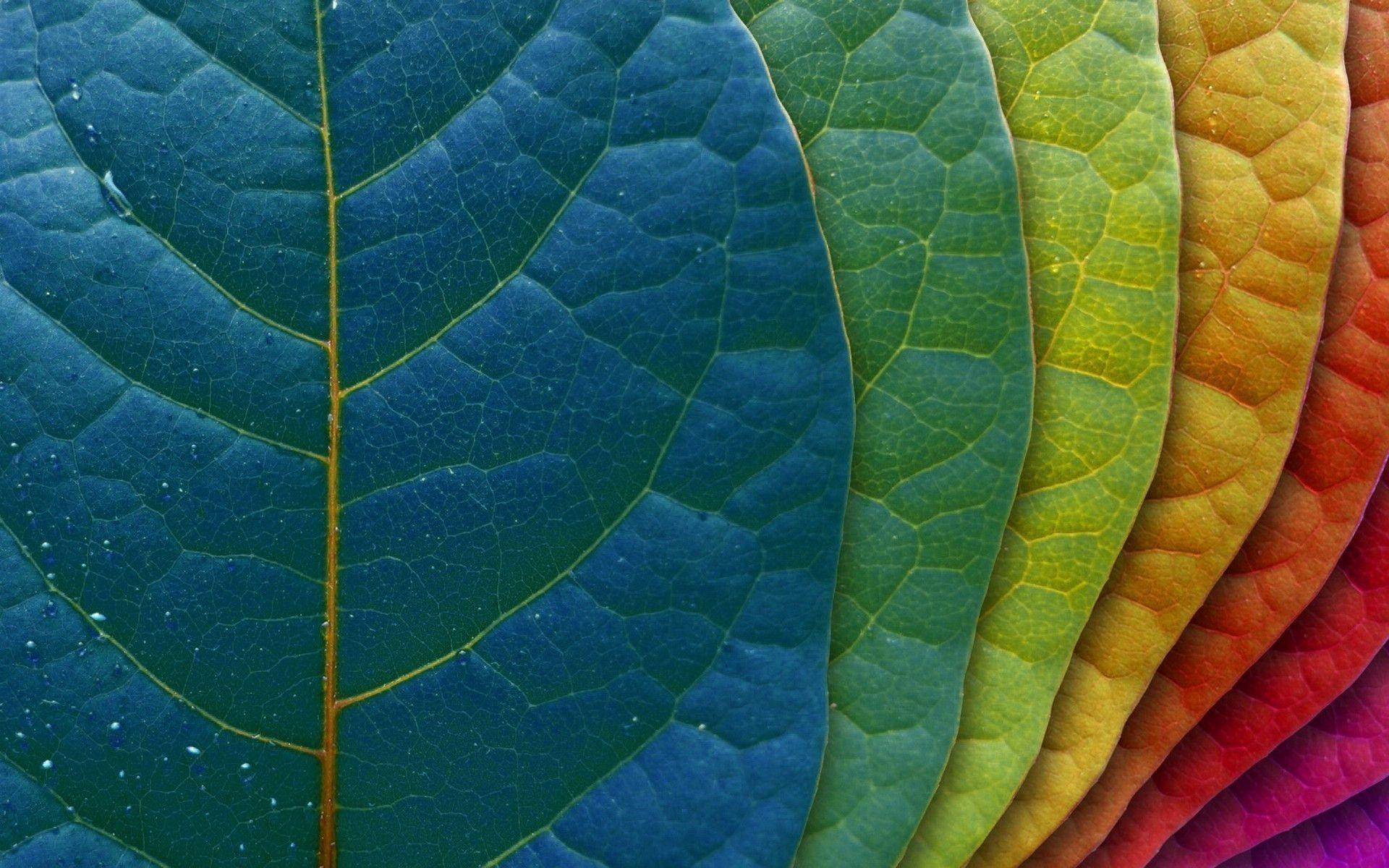 Colored leaves desktop wallpaper 800x Colored leaves