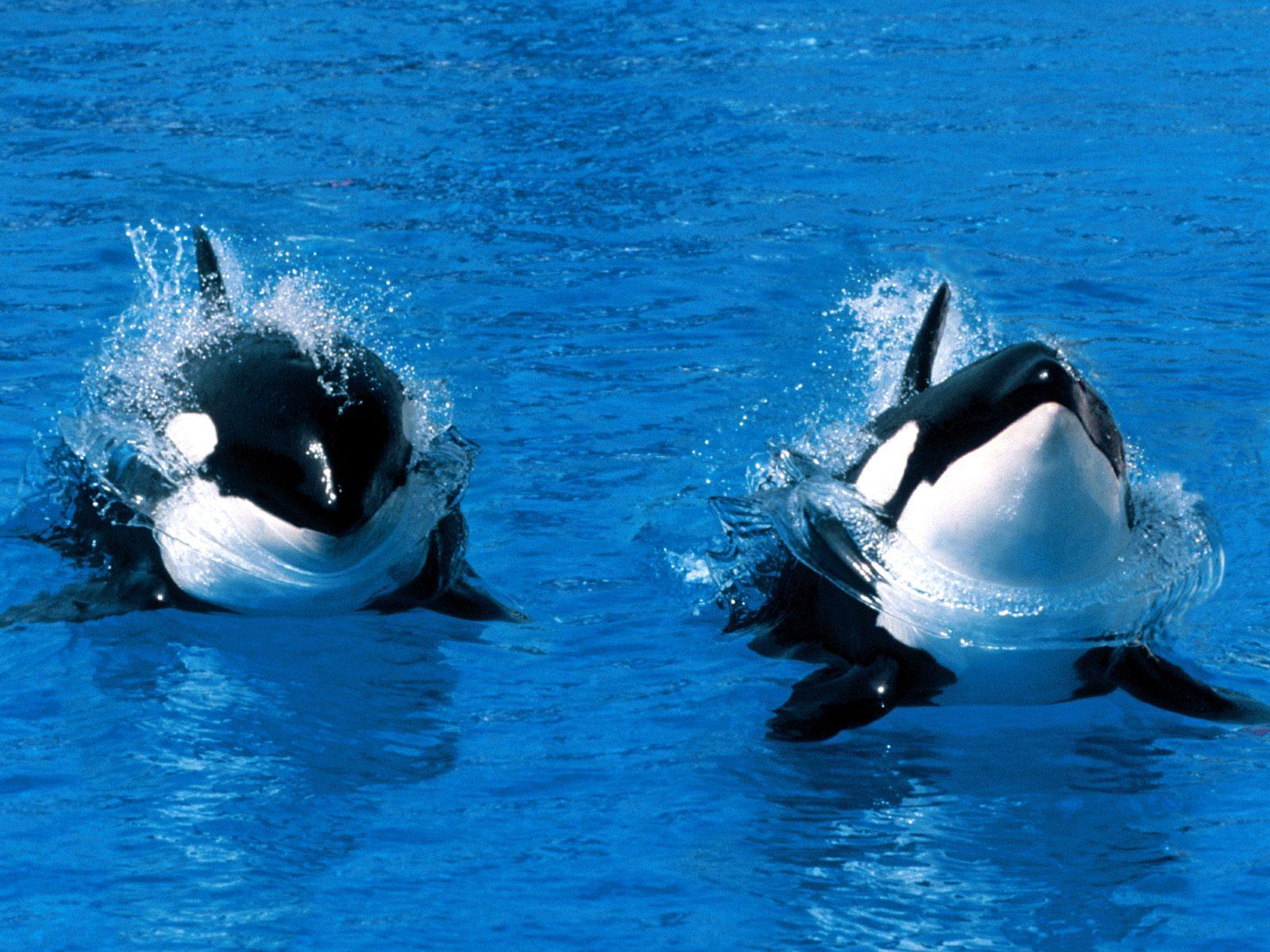 Orca killer whales free desktop background wallpaper image