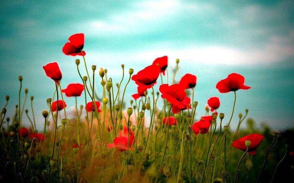 Desktop Background Wallpaper HD, Wallpaper, Desktop Background