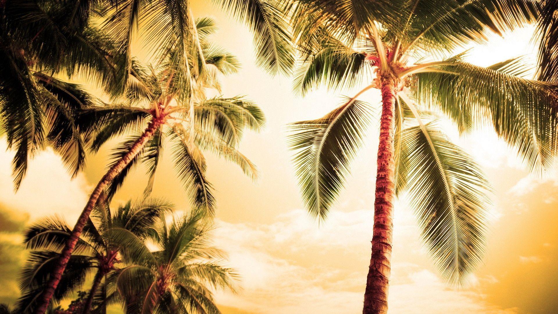 Palm Trees Background wallpaper