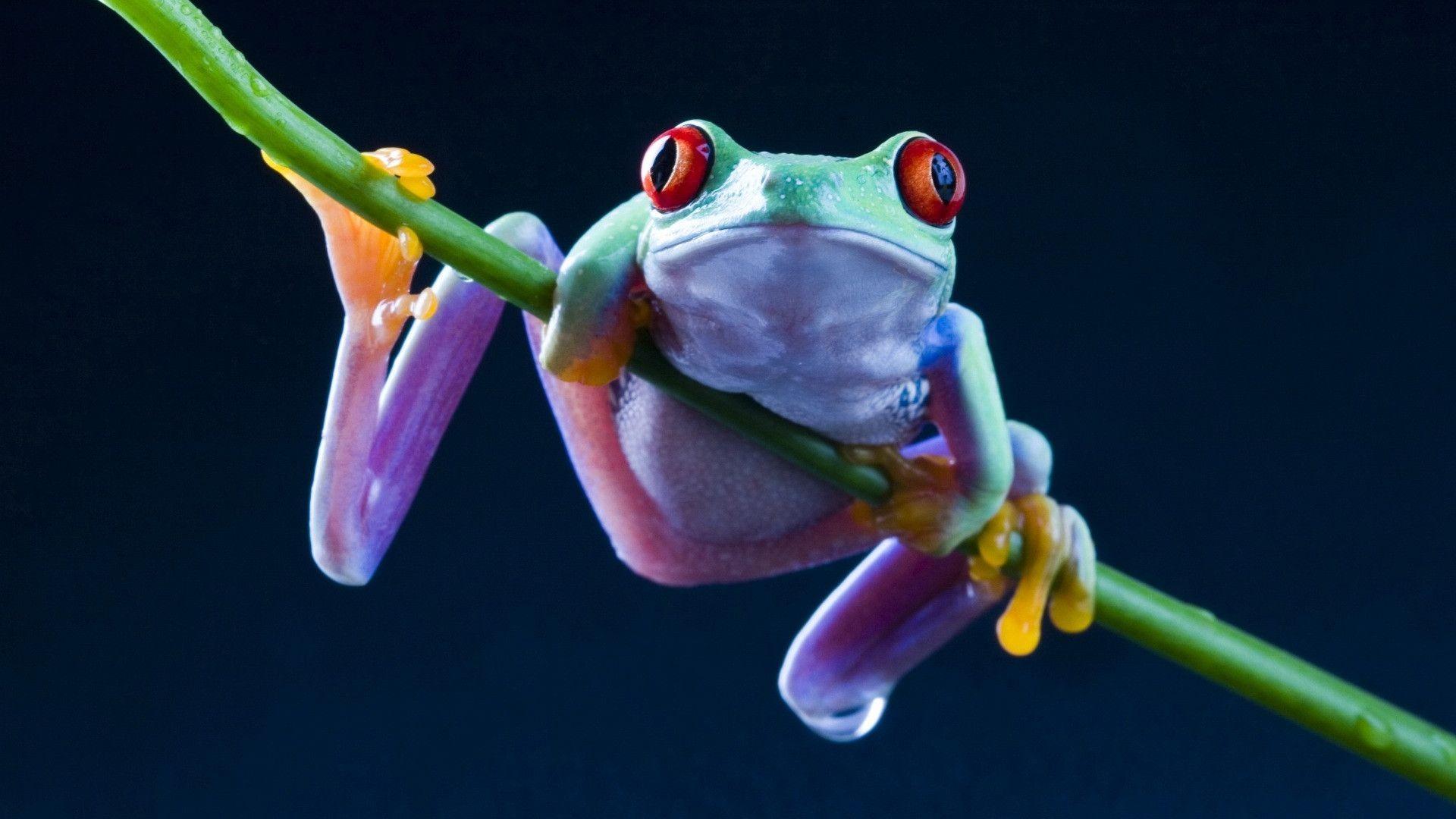 Cute Frog in Animals