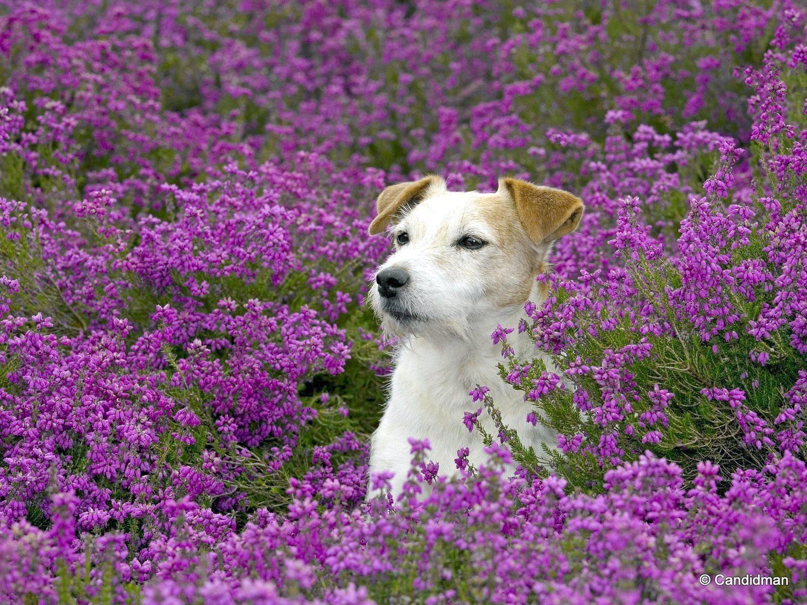 Jack Russell Russell Terriers Wallpaper