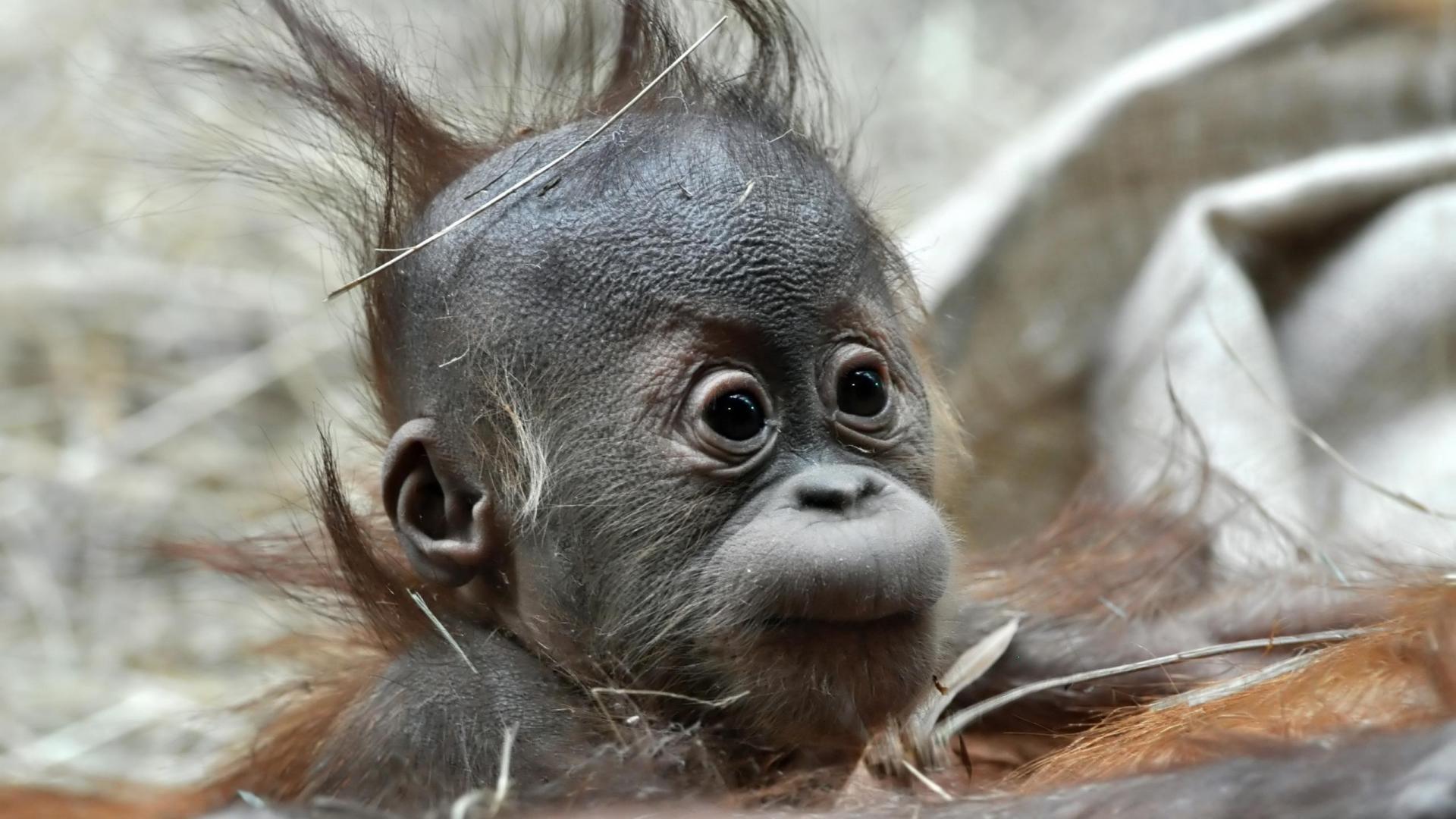 Sad Baby Orangutan HD Wallpaper