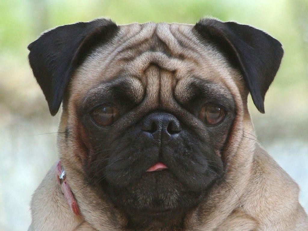 Funny pug dog face wallpaper