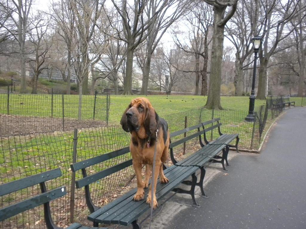 Beautiful Bloodhound on the bench dog photo and wallpaper