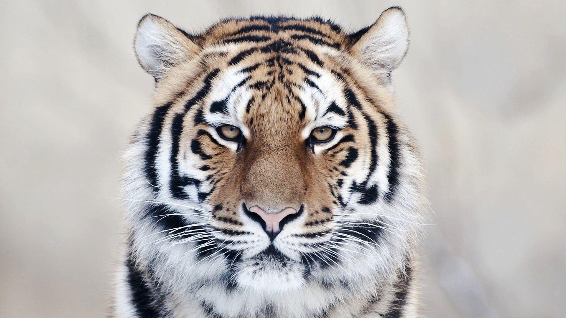 HD Siberian Tiger Wallpaper