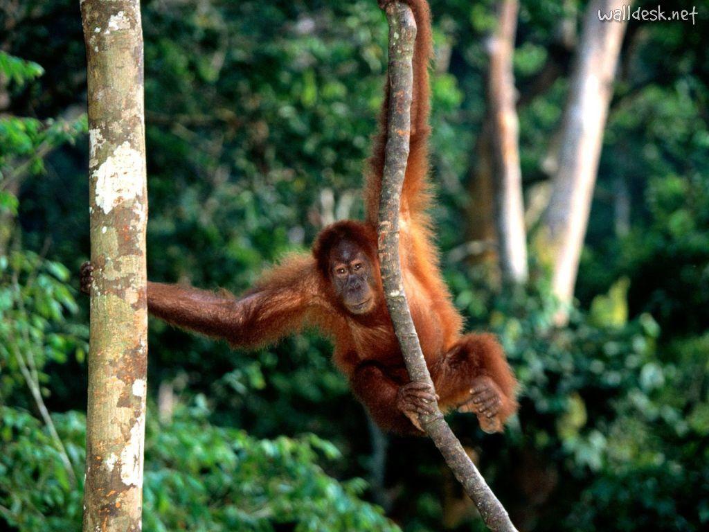 King Of The Jungle, Sumatran Orangutan to Desktop