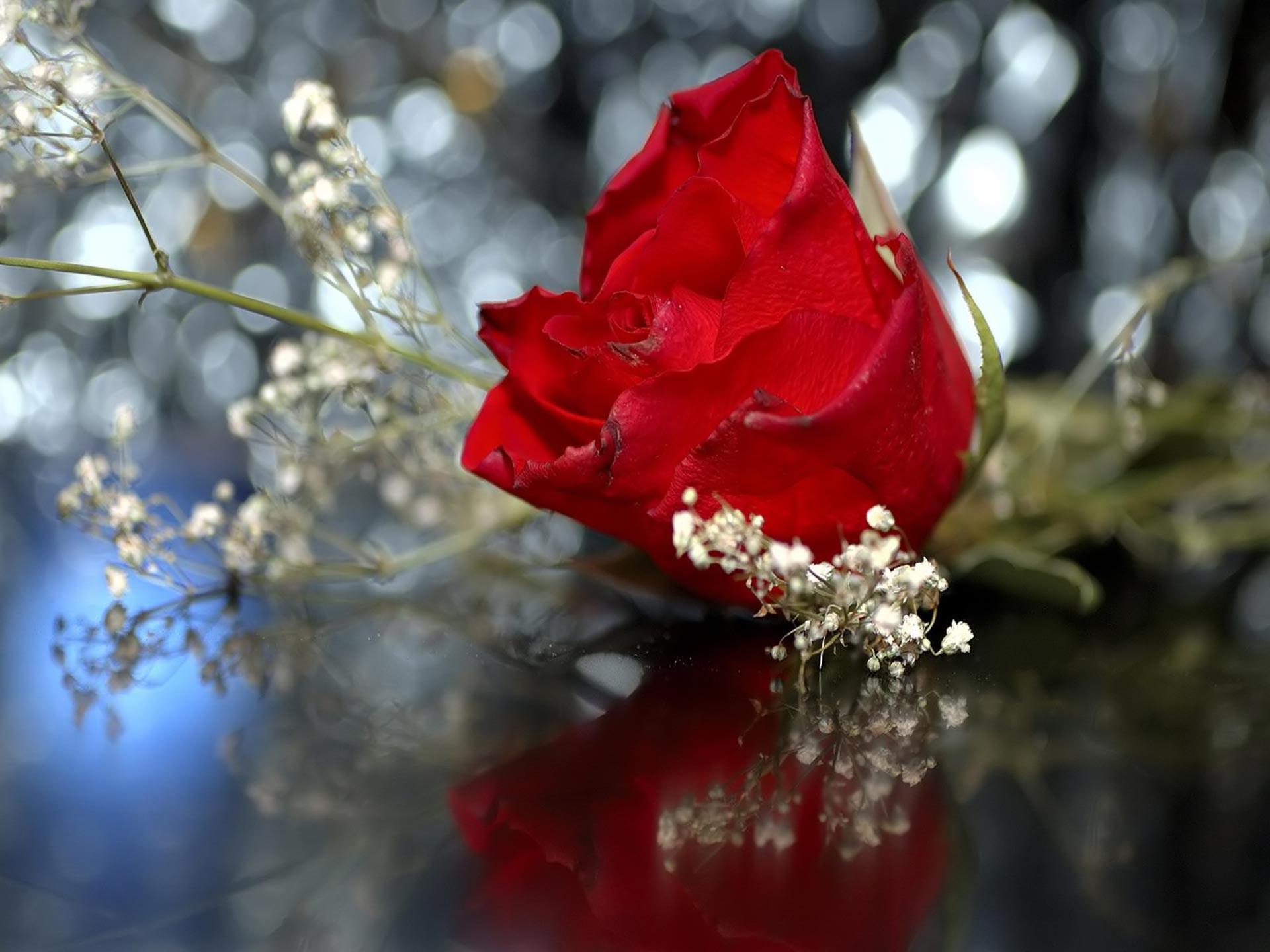 Desktop Wallpaper · Gallery · Nature · Wedding red rose. Free