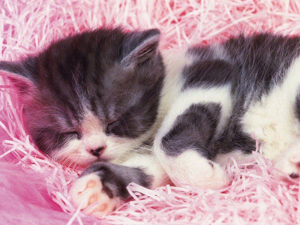 Cute Baby Kitten HD Image Wallpaper, 1024x768 HD Wall DC