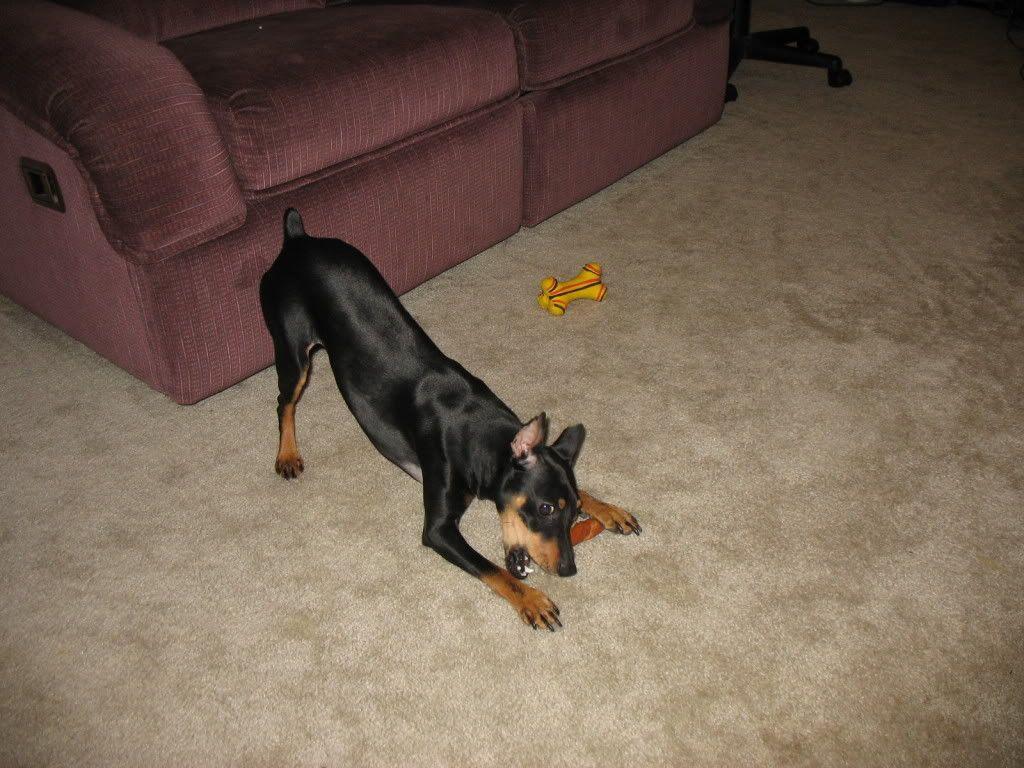 Dog Picture Thread (Post pics of your best bud), Honda CBR 600RR