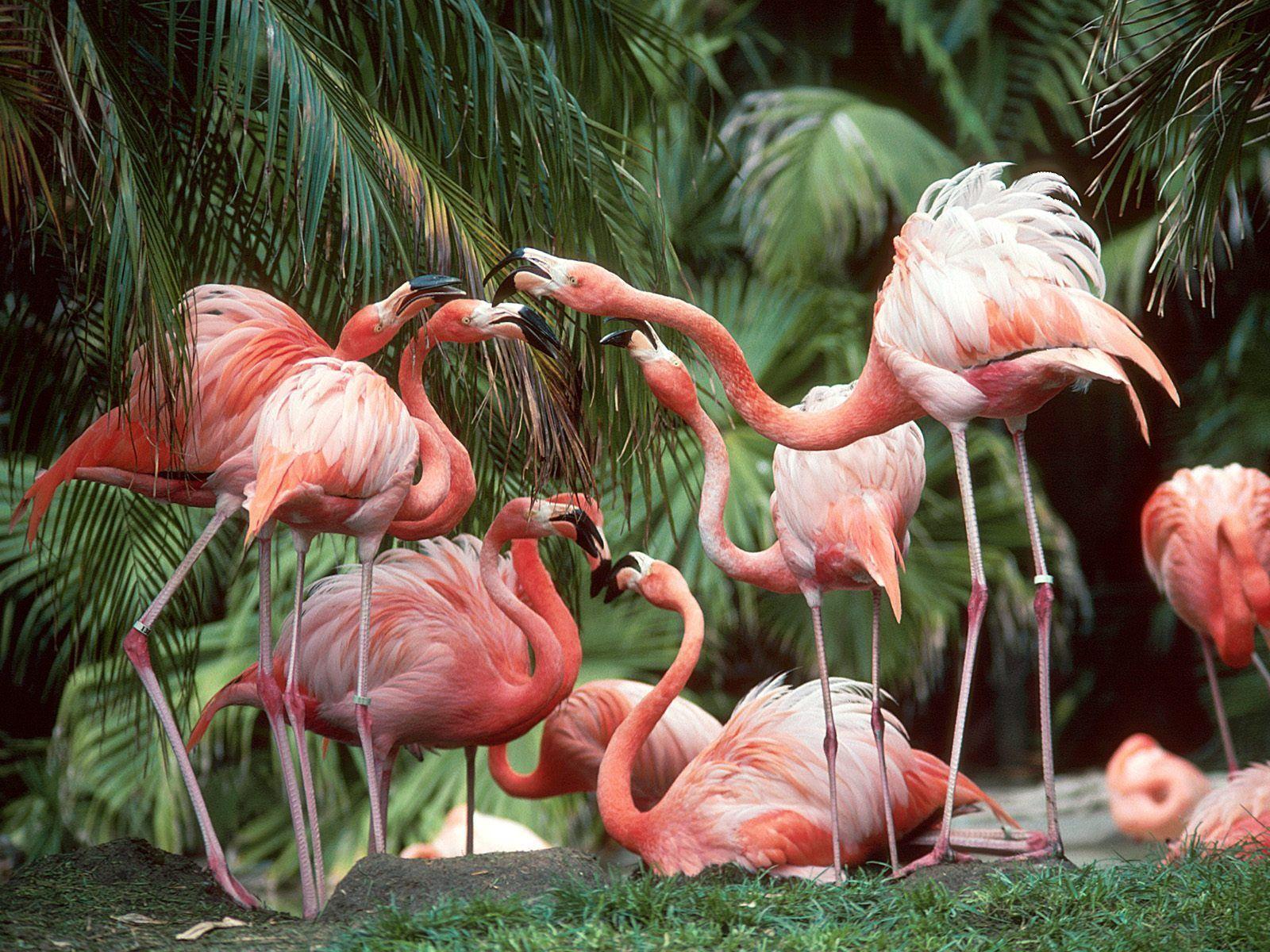 Flamingo background animals in nature