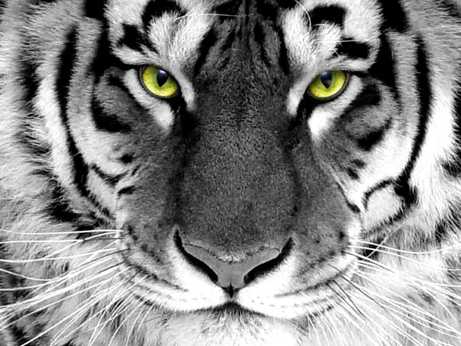 Animals For > White Tiger Face Wallpaper