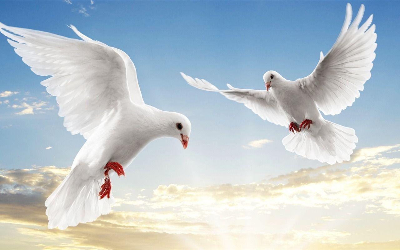 Peace Dove Animal World Series Wallpaper Wallpaper