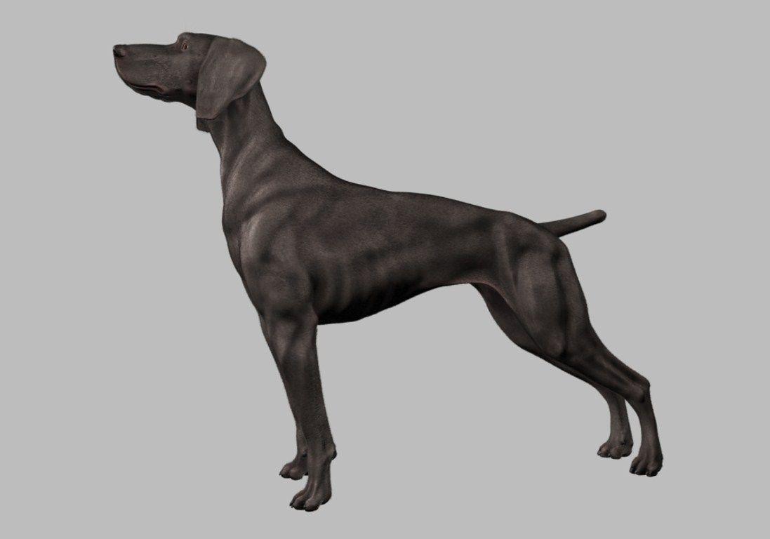 bits of this and that: Weimaraner (the final 129a.2 project)