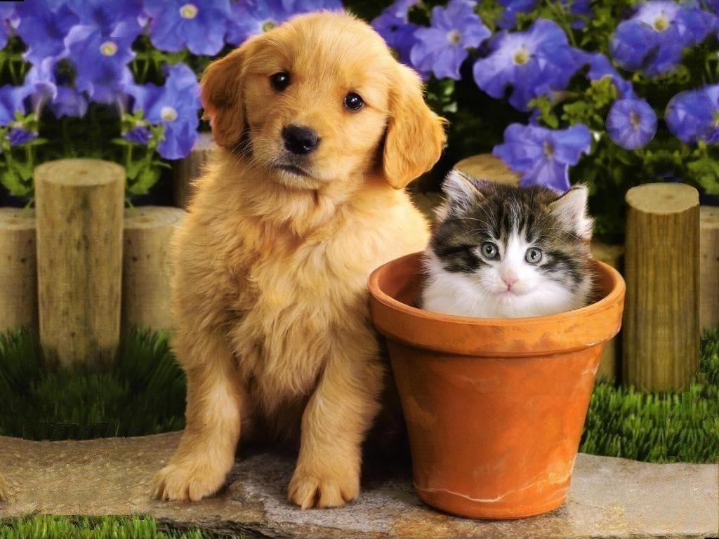 Cute kitten and puppy free desktop background wallpaper image