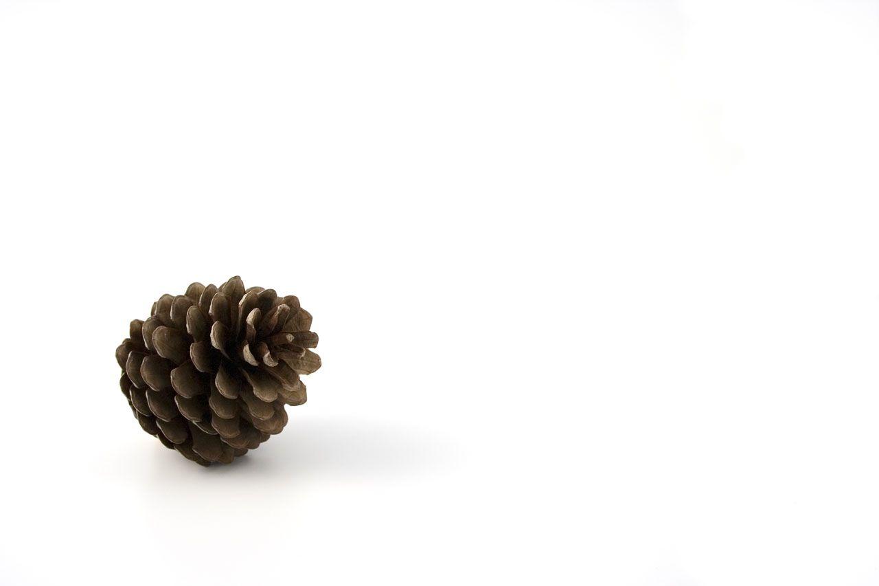 Public domain image picture of pine cone on white background