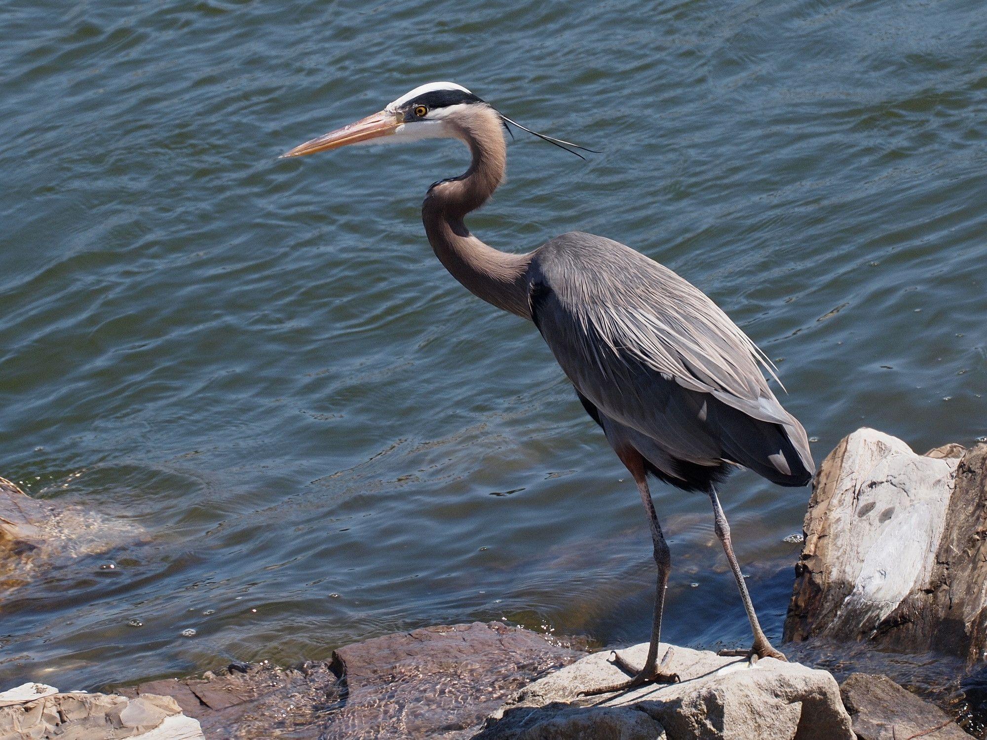 Great Blue Heron heron water stones bird wallpaperx1500