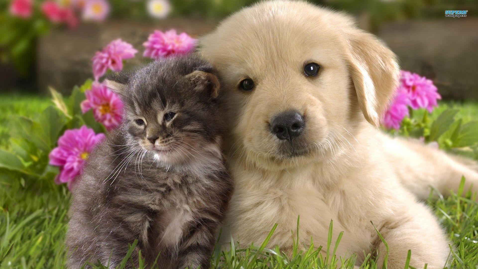 Labrador puppy and kitten wallpapers 1920x1080