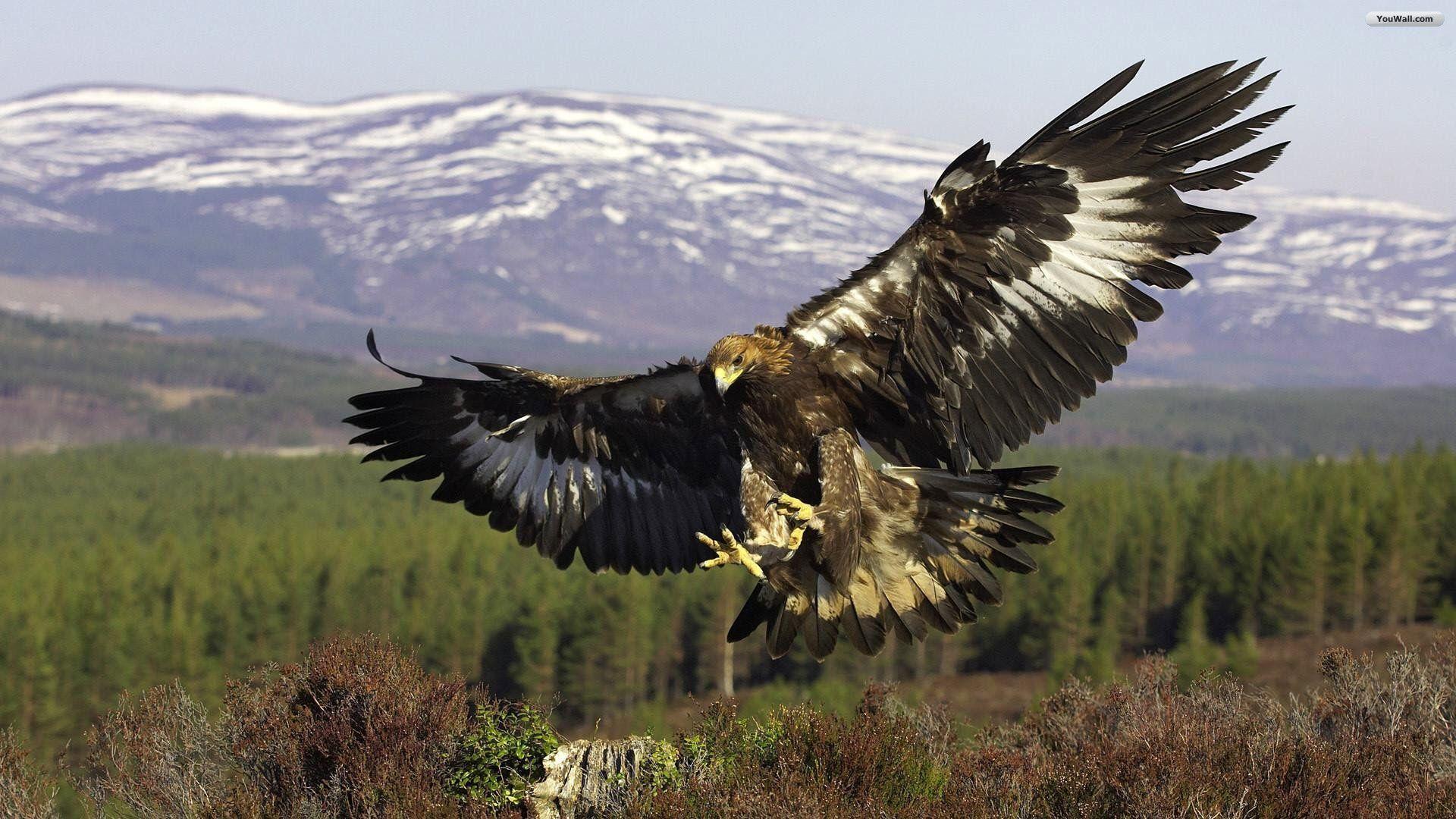 Golden Eagle Golden Eagle Wallpaper Eagle HD Picture Eagle