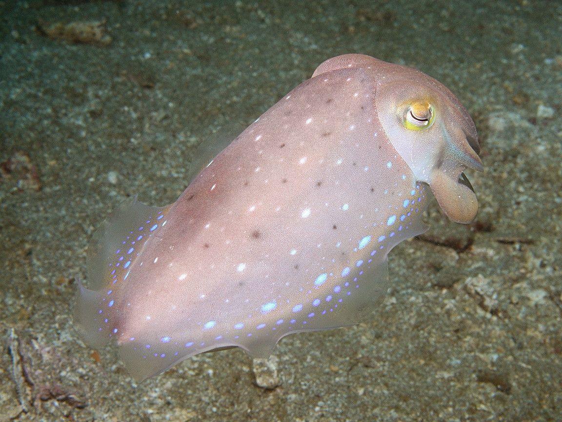 Cephalopod (Octopus, Squid, Cuttlefish) Wallpaper