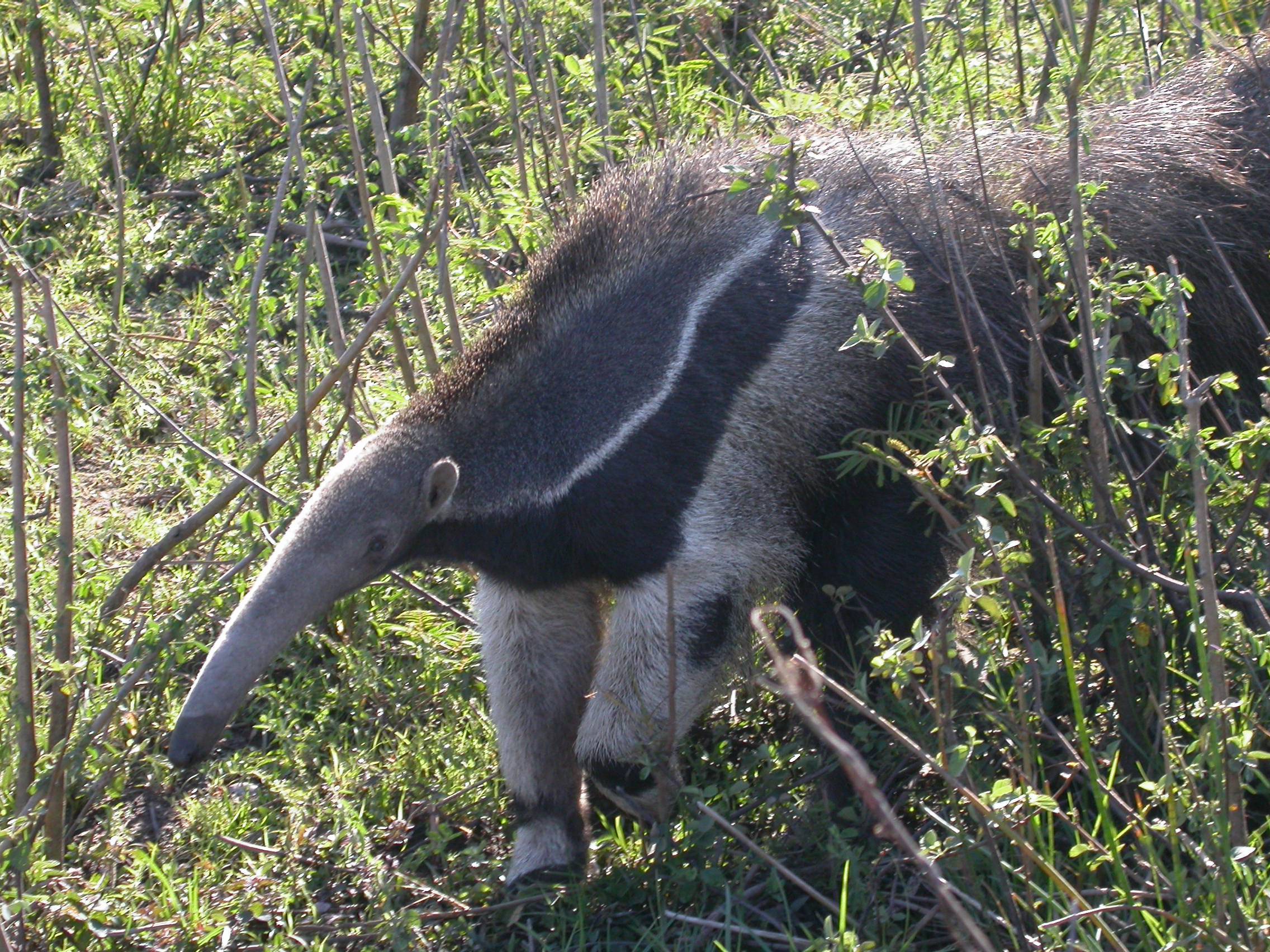 Anteater Wallpapers - Wallpaper Cave