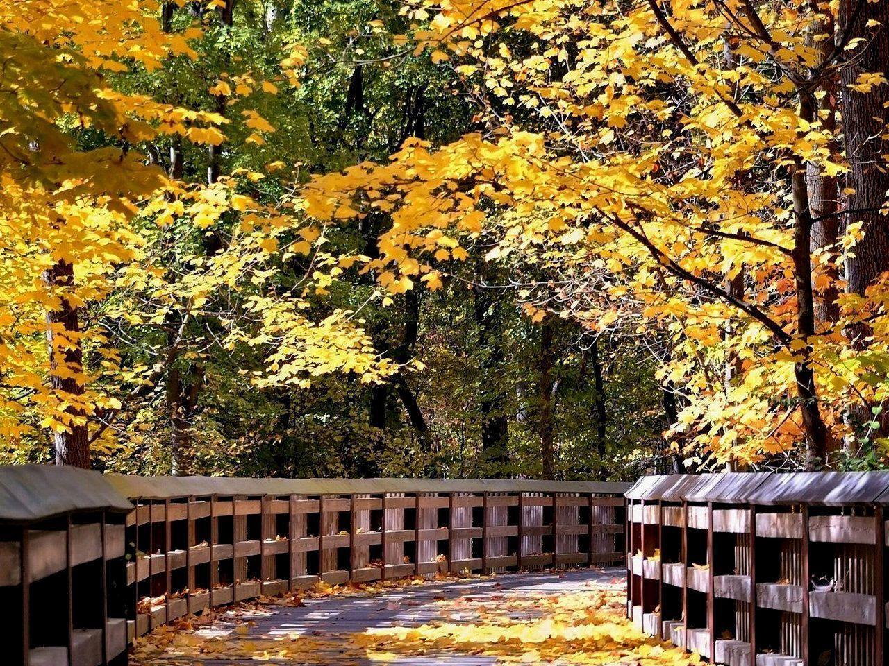 Glamorous Autumn Scenery Desktop Wallpaper 1280x960PX Terrific
