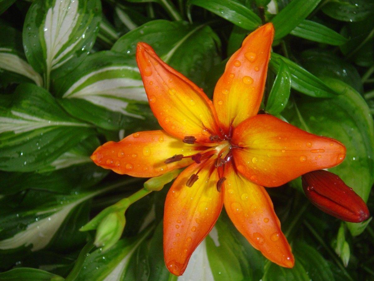 Tiger Lily Plant Tiger Lilies The Lillies Wallpaper